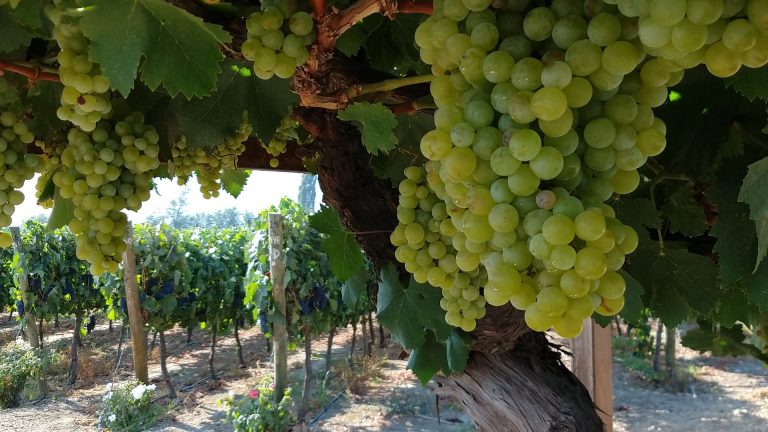 Bodegas de Triana, una nueva ruta del vino para Chile.